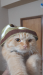 Persian female cat